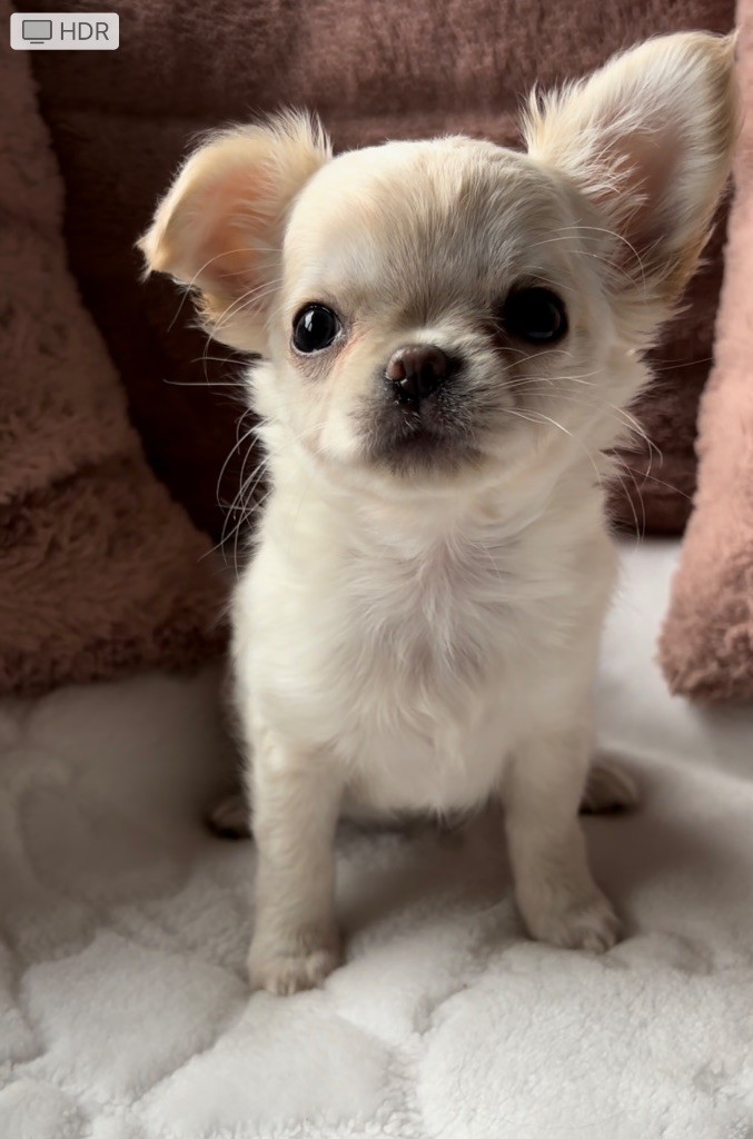 du Royaume de Maia - Chiot disponible  - Chihuahua