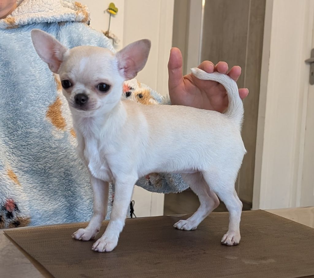 Vénus beauté du Royaume de Maia