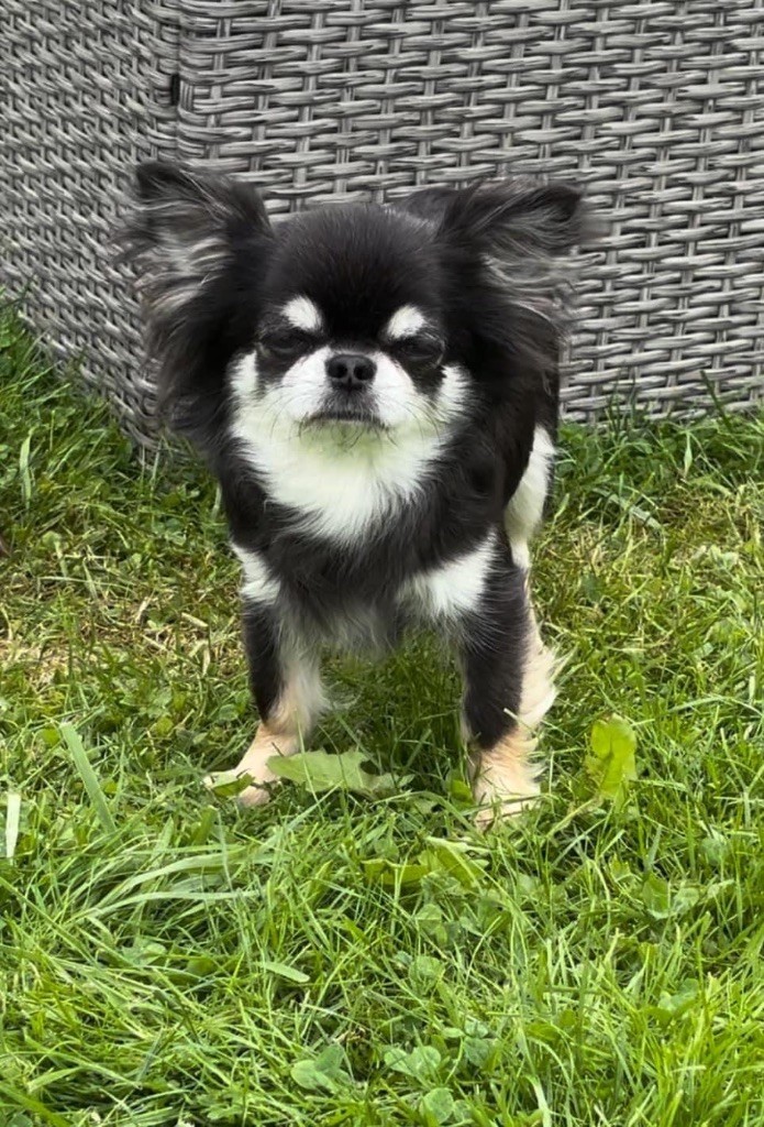 R dakota des légendes d’athena