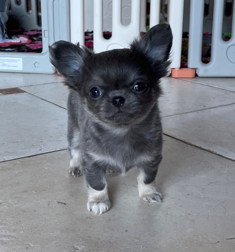 du Royaume de Maia - Chihuahua - Portée née le 30/01/2023