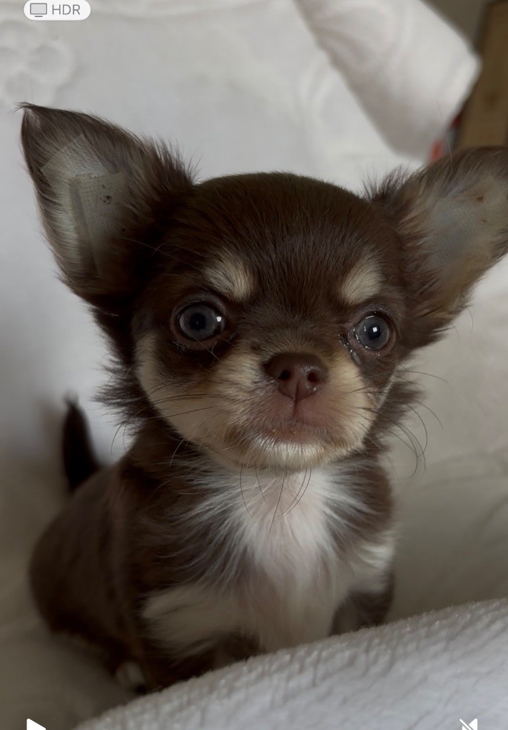 du Royaume de Maia - Chiots disponibles - Chihuahua