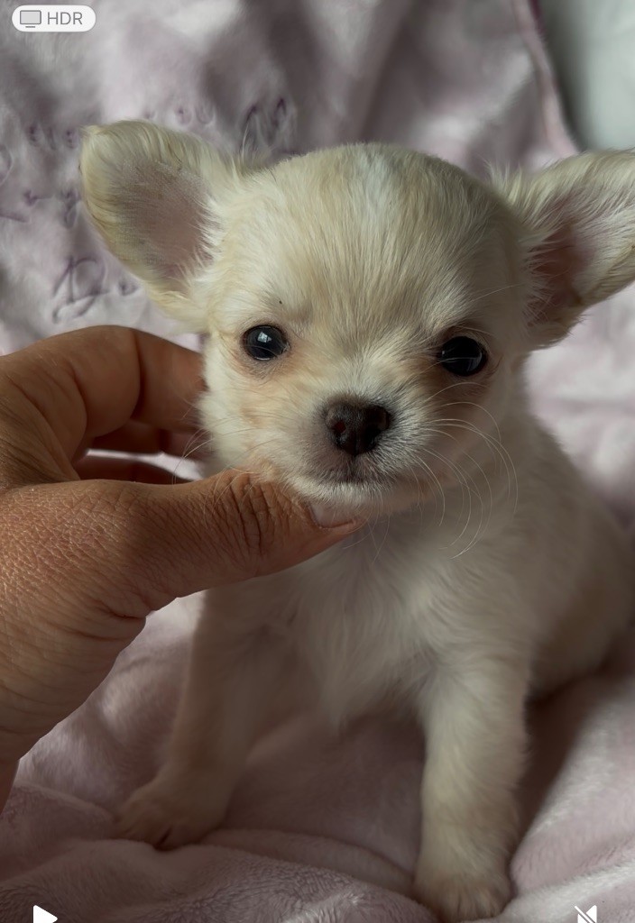 du Royaume de Maia - Chiots disponibles - Chihuahua