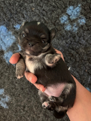 CHIOT 2