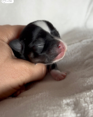 CHIOT 1