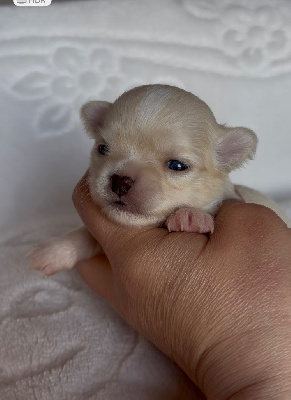 CHIOT 3
