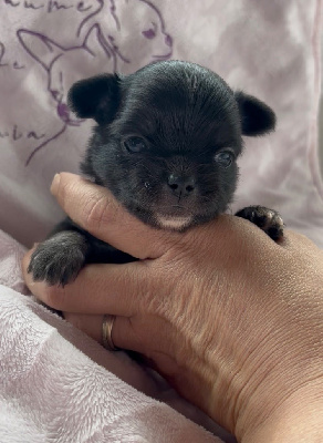 CHIOT 3