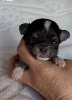 CHIOT 4