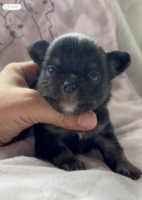CHIOT 2