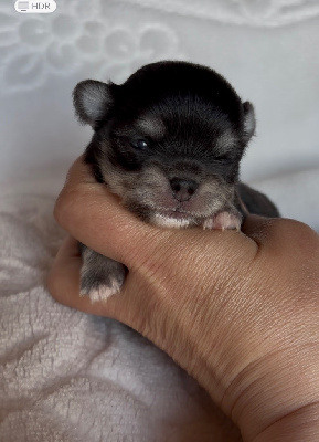 CHIOT 2