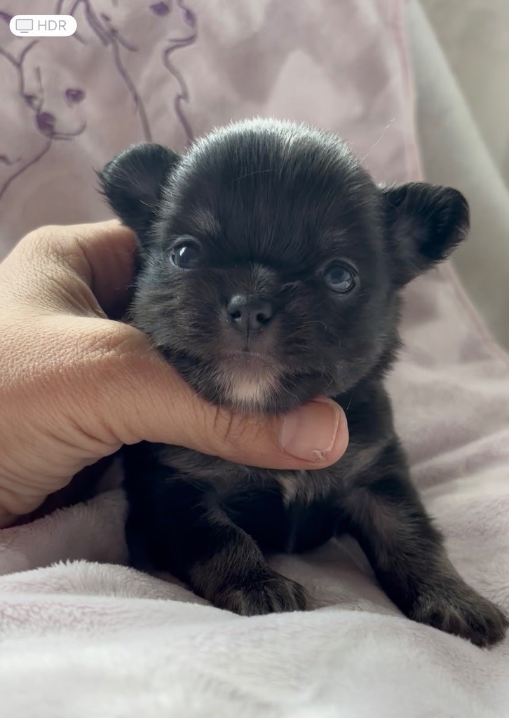 du Royaume de Maia - Chiots disponibles - Chihuahua