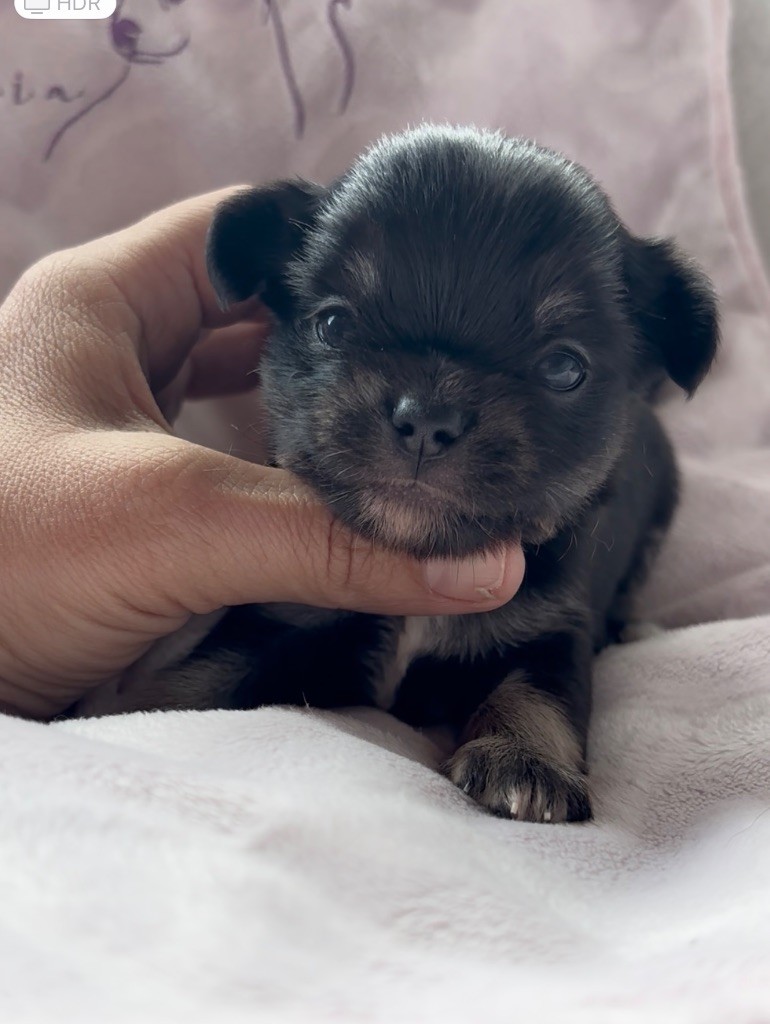 du Royaume de Maia - Chiots disponibles - Chihuahua