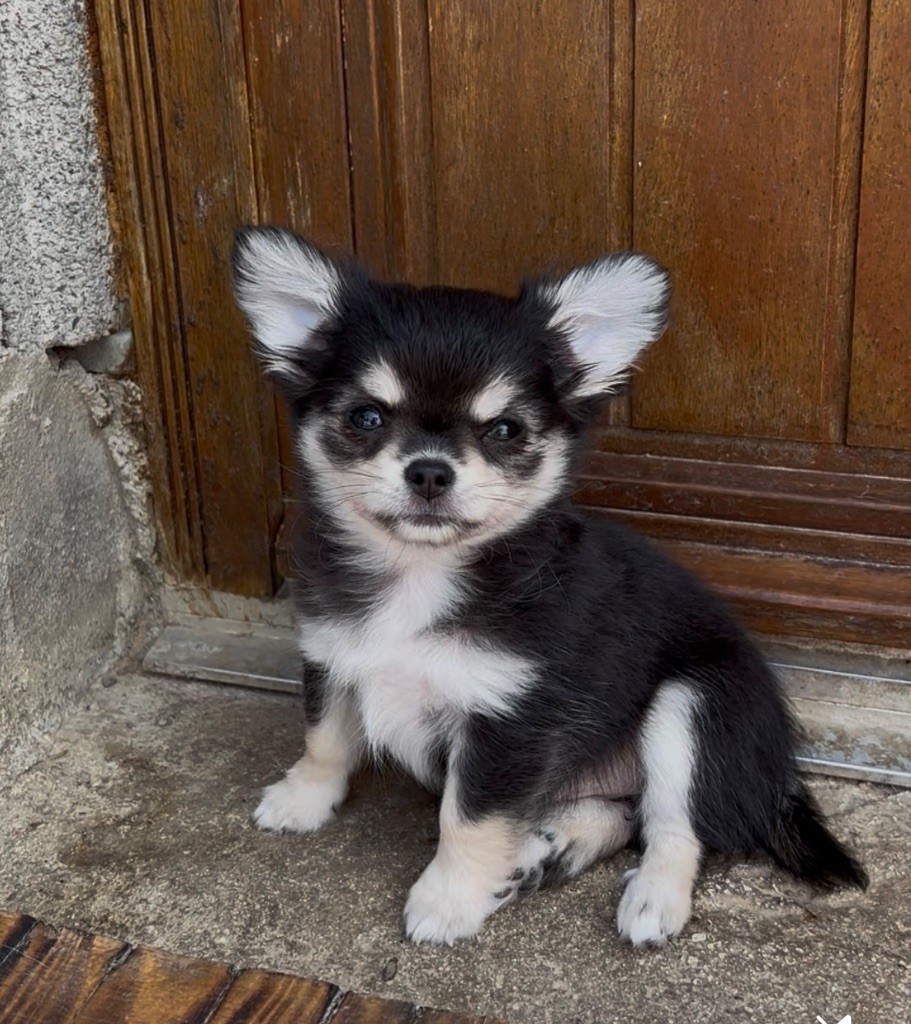 du Royaume de Maia - Chiots disponibles - Chihuahua