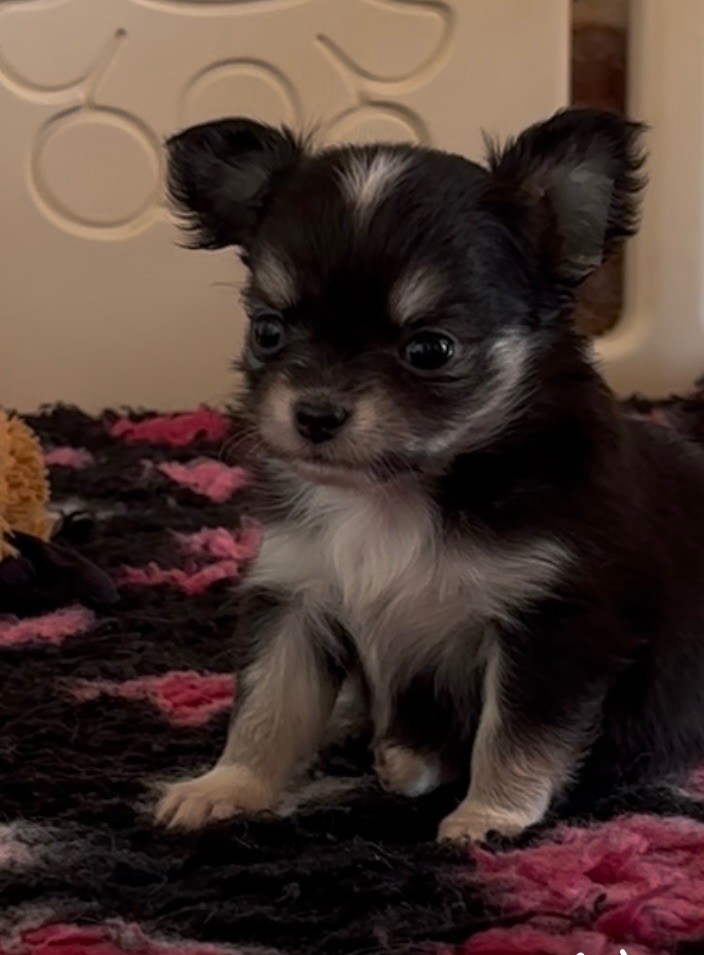 du Royaume de Maia - Chiots disponibles - Chihuahua