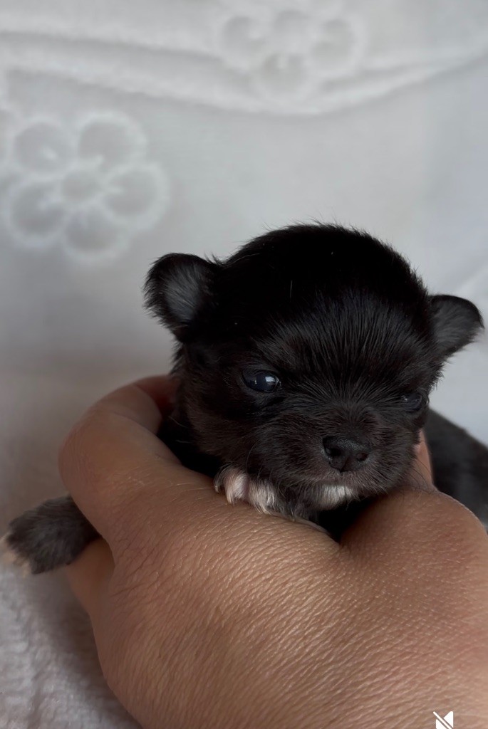du Royaume de Maia - Chiots disponibles - Chihuahua